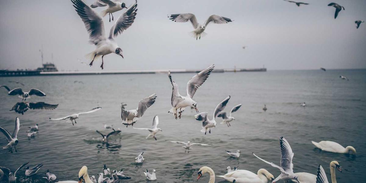 Anime Studios Claim Amazon Added AI-Generated Dubs Without Their Permission